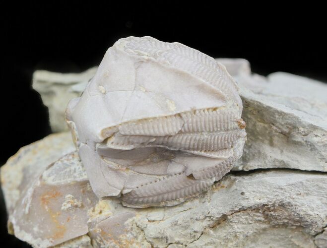 Blastoid (Pentremites) Fossil - Illinois #45027